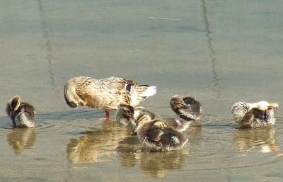 Прикрепленное изображение: u32.jpg